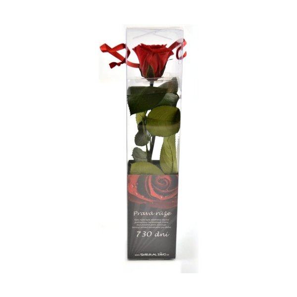 Květina Dárková stabilizovaná růže MINI - červená