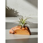 WoodenBotanery Držák na tilandsii Canoe buk – Zboží Dáma