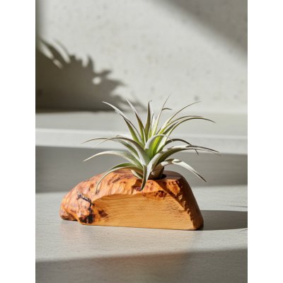 WoodenBotanery Držák na tilandsii Canoe buk – Zboží Dáma