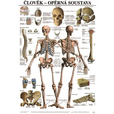 Scientia - Opěrná soustava, 67 x 96 cm – Zboží Dáma