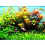 Limnophila aromatica - Bahnatka vonná – Hledejceny.cz