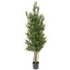 Květina Buxus stromek Red Day UV, 165cm