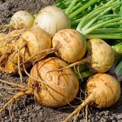 BIO Tuřín Wilhelmsburger Brassica napus var. napobrassica bio semena tuřínu 100 ks – Hledejceny.cz