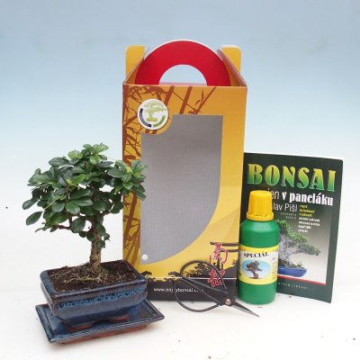 e-bonsai Pokojová bonsai v dárkové krabičce Carmona microphylla - Čaj fuki – Sleviste.cz