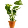 Gardners Monstera deliciosa, průměr 12 cm Monstera skvostná