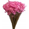 Květina Sušené slaměnky Glixia 50g kytička - růžové