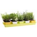 Plastkon Truhlík MINIGARDEN 60x40x38 cm sada 6díl.(5+1ks)