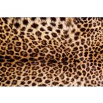 Dimex MA-5-0184 Samolepicí vliesová fototapeta na zeď Leopardí kůže rozměry 375 x 250 cm – Zbozi.Blesk.cz