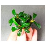 Bucephalandra Brownie Phoenix – Sleviste.cz