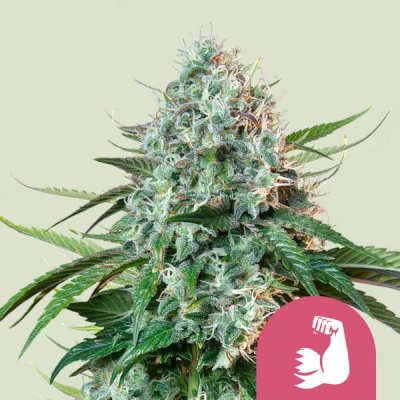 Royal Queen Seeds HulkBerry semena neobsahují THC 10 ks – Zboží Dáma