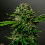 Vision Seeds Oreoz x Spritzer semena neobsahují THC 3 ks – Hledejceny.cz