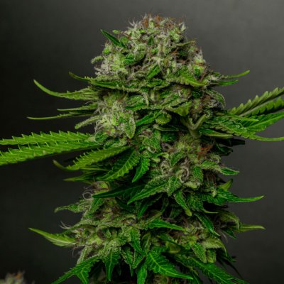 Vision Seeds Oreoz x Spritzer semena neobsahují THC 3 ks – Hledejceny.cz