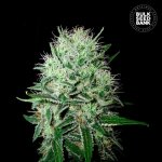 Bulk Seed Bank AUTO Devil's Kiss semena neobsahují THC 500 ks – Zboží Mobilmania