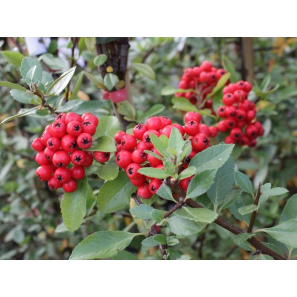 Květina Hlohyně šarlatová 'Red Column' - Pyracantha coccinea Red Column