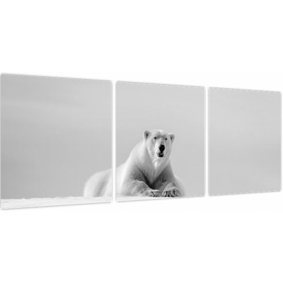Obraz - Lední medvěd, černobílá, třídílný 90x30 cm – Hledejceny.cz