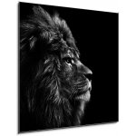 Skleněný obraz 1D - 50 x 50 cm - Stunning facial portrait of male lion on black background in bla Ohromující obličej portrét lva na černém pozadí v bla – Hledejceny.cz