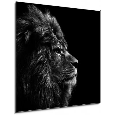 Skleněný obraz 1D - 50 x 50 cm - Stunning facial portrait of male lion on black background in bla Ohromující obličej portrét lva na černém pozadí v bla – Hledejceny.cz