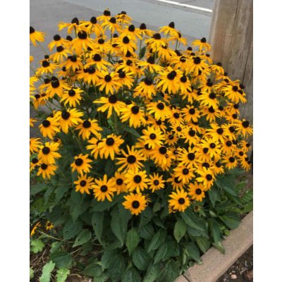 GREENBOSS FLOWER Třapatka 'Goldblitz' Průměr květináče: 9 až 12 cm – Zbozi.Blesk.cz