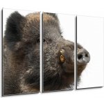 Obraz 3D třídílný - 105 x 70 cm - Wild boar, also wild pig, Sus scrofa, 15 years old Divoké prase, také divoké prase, Sus scrofa, 15 let – Hledejceny.cz