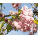 Prunus serrulata 'Kiku-shidare-sakura' Prodejní velikost: KM120, Velikost hrnku: 7,5 l – Hledejceny.cz