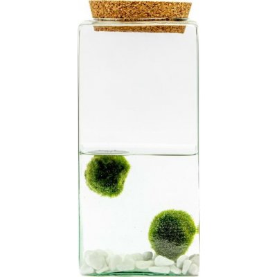 Gardners Skleněná dóza Carpinus s korkovým špuntem, 25x11,5 cm a 2 řasokoule – Sleviste.cz