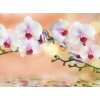 Tapety WEBLUX Fototapeta papír - 74704907 orchidea cíl horizontal rozměry 360 x 266 cm