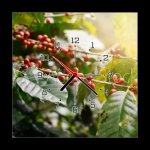 Obraz s hodinami 1D - 50 x 50 cm - Fresh coffee beans on bunch trees. Čerstvá kávová zrna na parta. – Hledejceny.cz