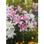 Mix roselily lilií 6 ks – Zboží Dáma