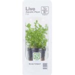 Bacopa compact – Sleviste.cz