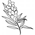 Alteya Rakytníkový olej 100% Bio 50 ml – Sleviste.cz