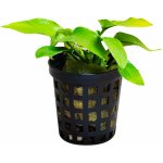 Anubias barteri var. nana Golden – Zboží Dáma