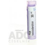 RHUS TOXICODENDRON POR 30CH GRA 4G – Hledejceny.cz
