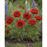 Mák velkokvětý 'Indian Chief' 1 ks – Hledejceny.cz