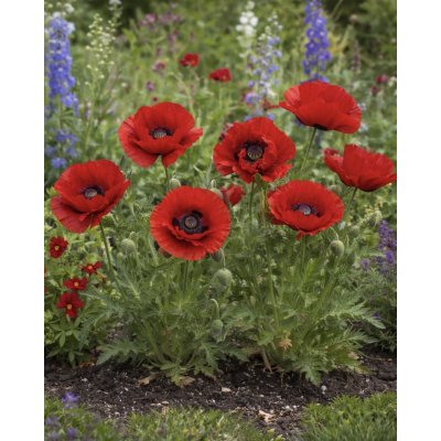 Mák velkokvětý 'Indian Chief' 1 ks – Hledejceny.cz