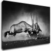 Obraz Impresi Obraz Antilopy černobílé - 90 x 60 cm