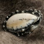 Katyba brož Autorský cínovaný Dendritický opál 00400 – Hledejceny.cz