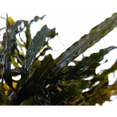 Bucephalandra velvet crocodile – Sleviste.cz