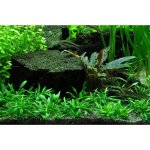 Cryptocoryne parva - Kryptokoryna nízká – Zboží Dáma