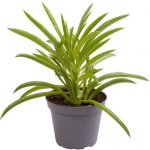 Gardners Peperomia ferreyrae Nevada, průměr 6 cm Peperomie, pepřinec – Zbozi.Blesk.cz