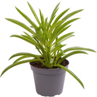 Gardners Peperomia ferreyrae Nevada, průměr 6 cm Peperomie, pepřinec – Zbozi.Blesk.cz