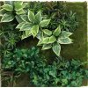 Květina Luxusní umělá zelená stěna WALL PLANT C3, 76x76cm