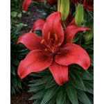 Lilie 'Salinero' 1 ks – Hledejceny.cz