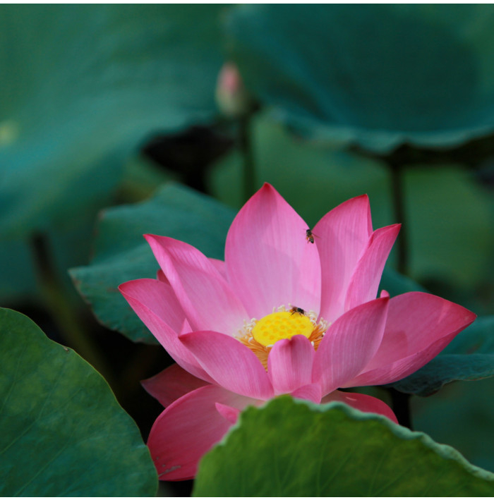 Lotos indický růžový - Nelumbo nucifera - semena lotosu - 2 ks