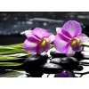 Tapety WEBLUX 32225654 Fototapeta vliesová Oriental spa with orchid with and green plant on zen stones Orientální lázně s orchidejem a zelenou rostlinou na zenových kamenech rozměry 270 x 200 cm