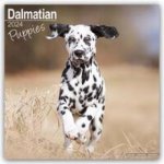 Dalmatian Puppies Square Dog Puppy Breed Wall 16 Month 2024 – Hledejceny.cz