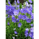 Campanula pers. 'Takion F1 Blue' Velikost hrnku: 0,5 l – Zboží Mobilmania