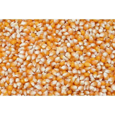 Krmné směsi Kvídera Kukuřice popkornová 1 Kg – Zboží Dáma