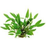 Cryptocoryne affinis - Kryptokoryna červená – Zboží Dáma
