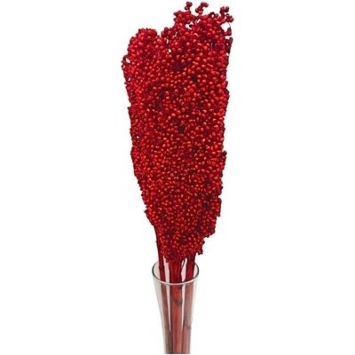 Sušina Sorgo x5pc rosso – Hledejceny.cz