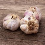 Česnek sadbový 'Havran' 3ks – Zbozi.Blesk.cz